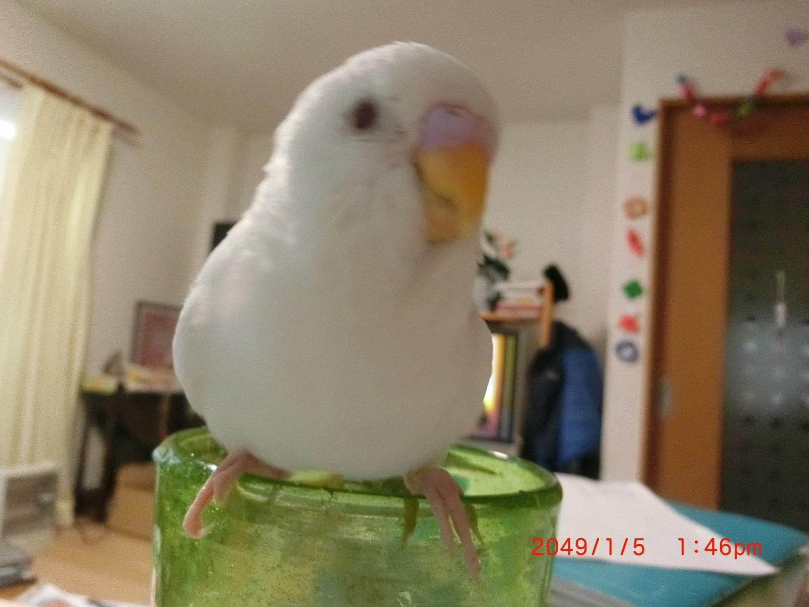 パピちゃん パピちゃん