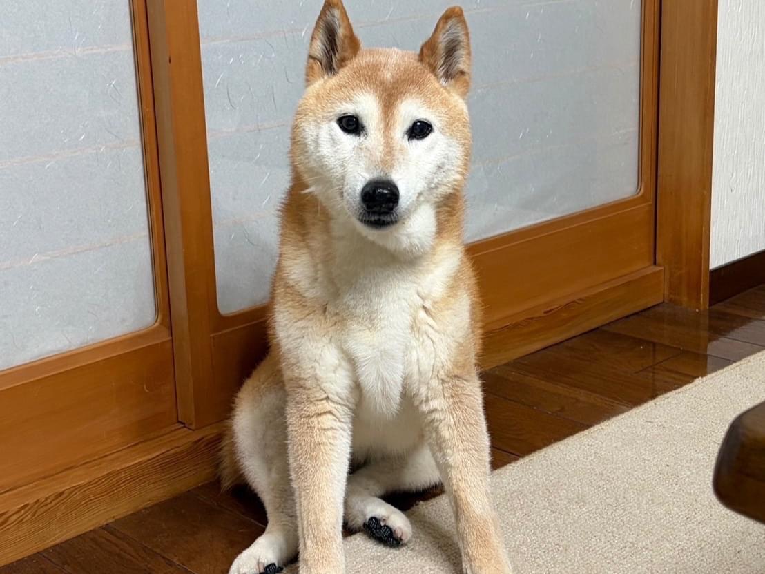 チャチャちゃん チャチャちゃん