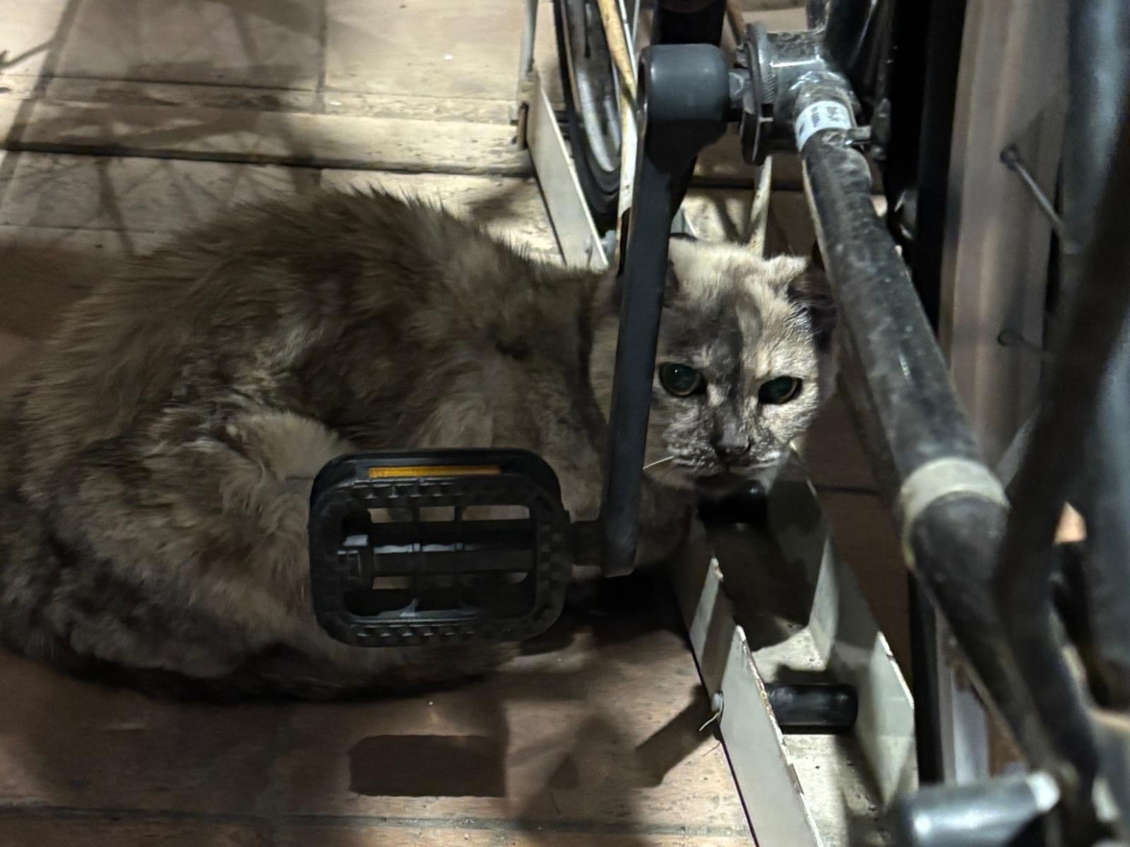 目撃された猫