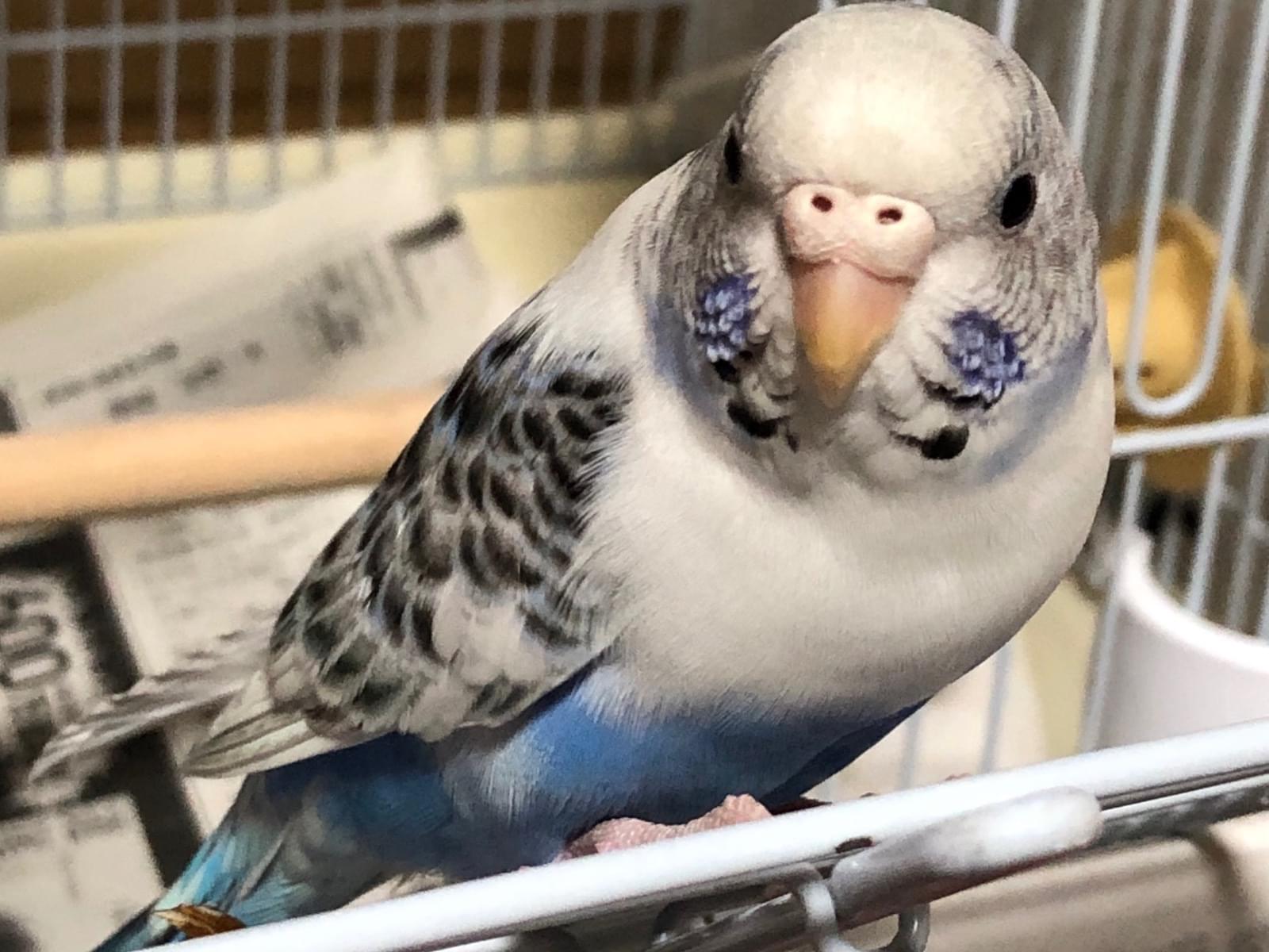 るーちゃん るーちゃん