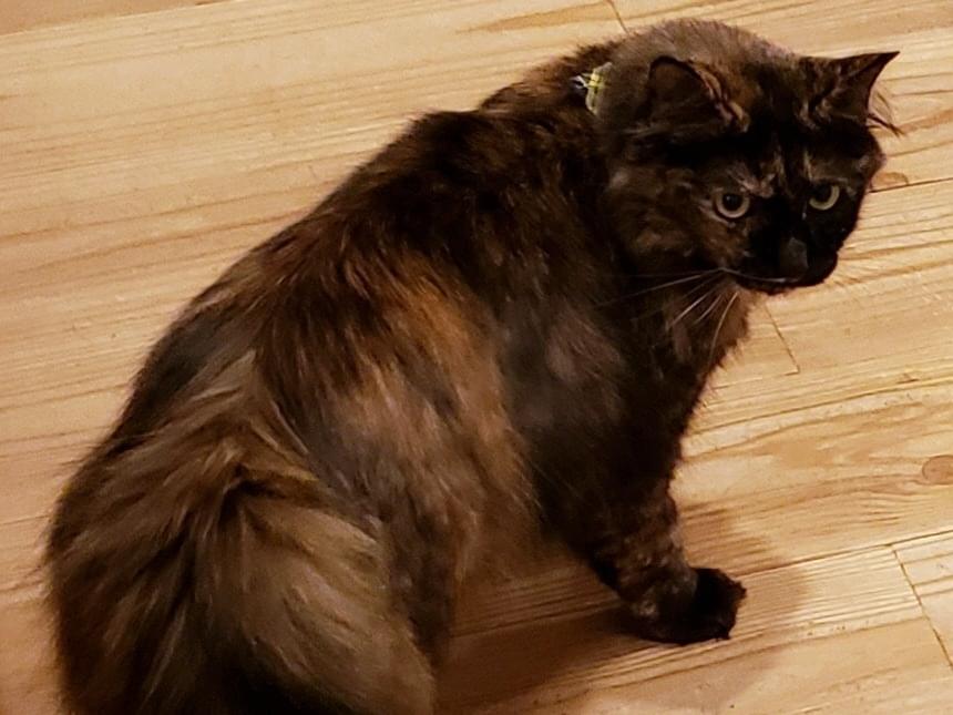 ショコラちゃん ショコラちゃん