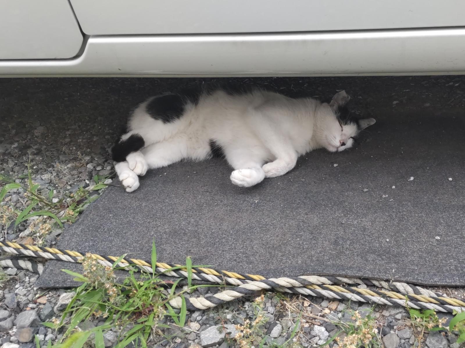 目撃された猫 目撃された猫