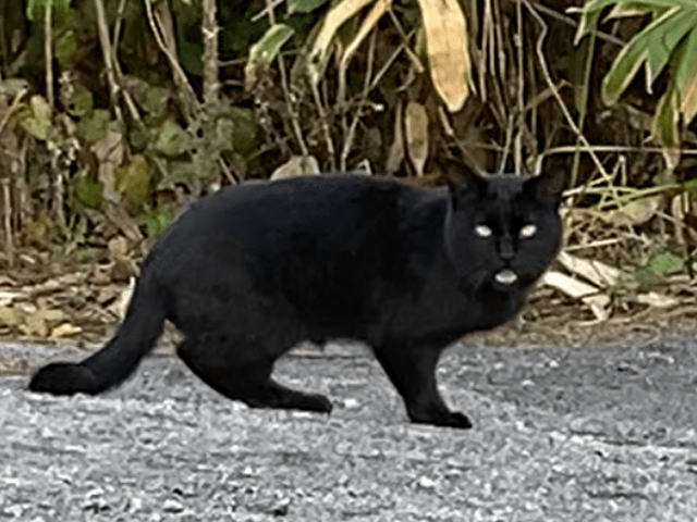 目撃された猫 目撃された猫