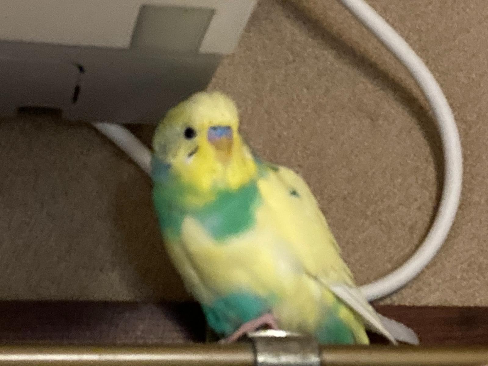保護された鳥 保護された鳥