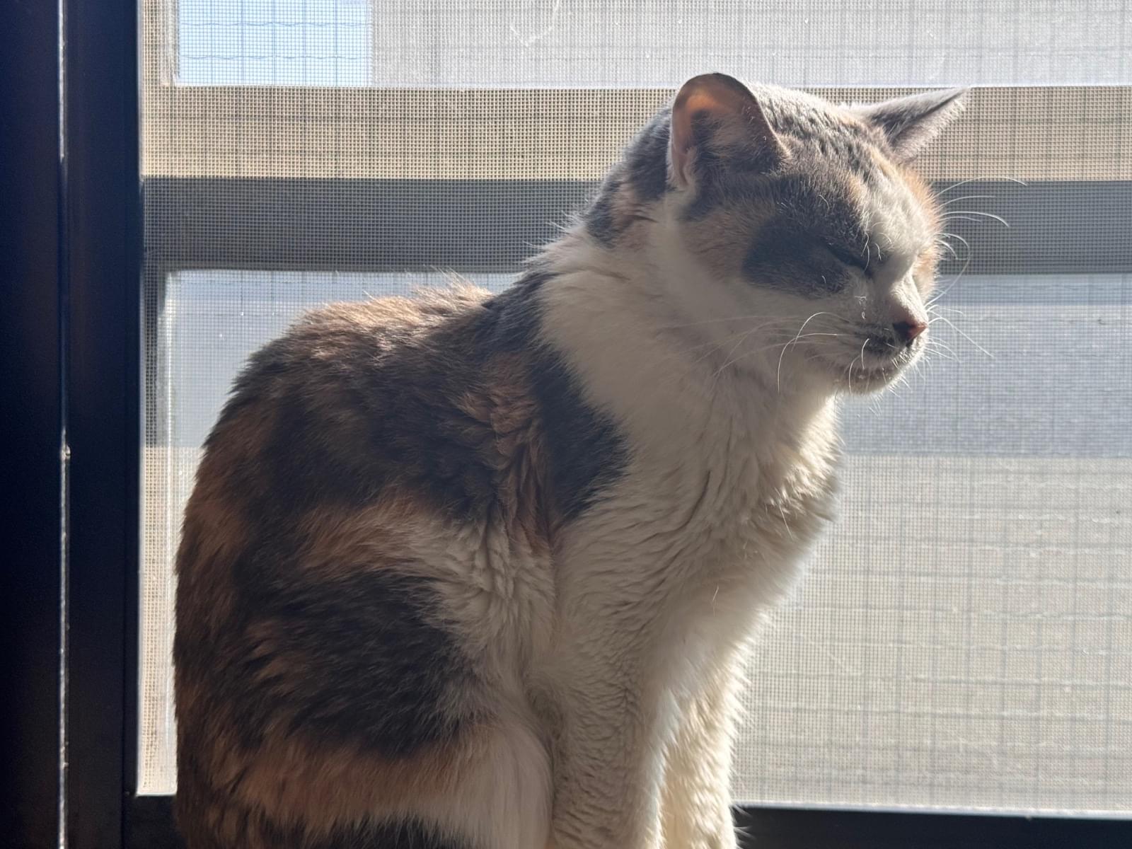 ハルちゃん