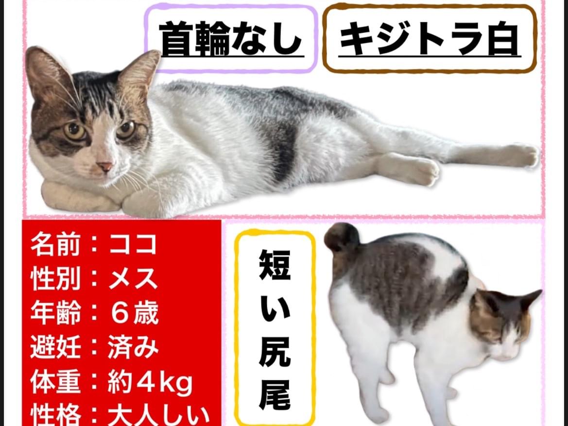 コロちゃん コロちゃん