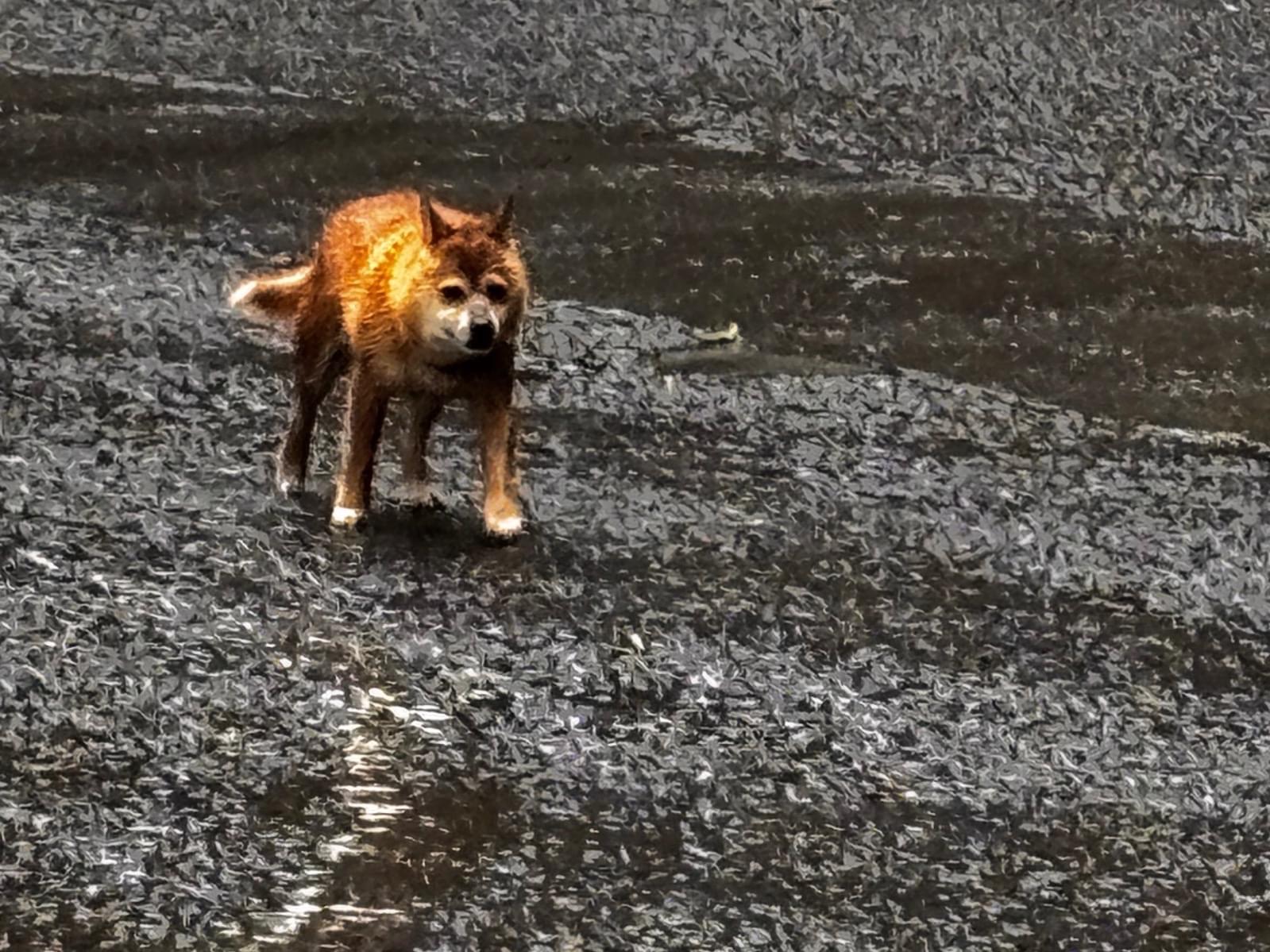 目撃された犬 目撃された犬