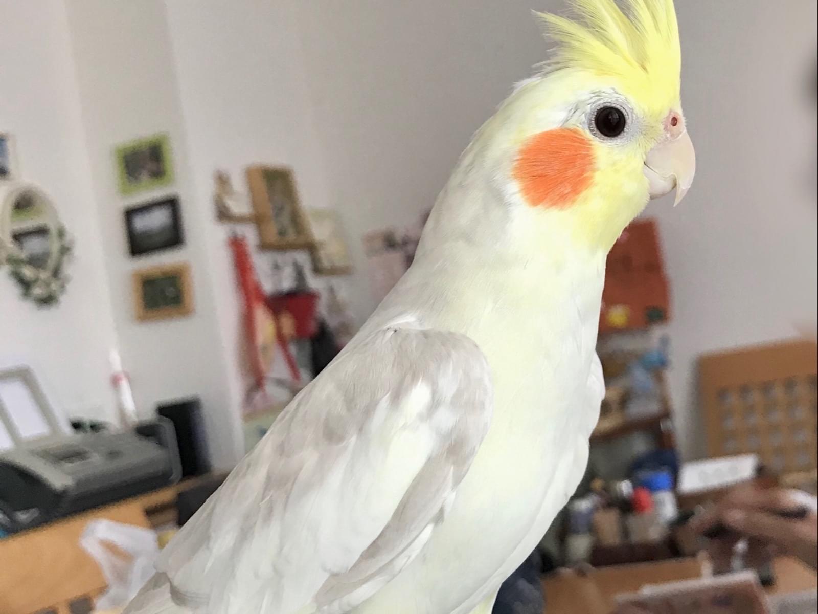 おてちゃん おてちゃん