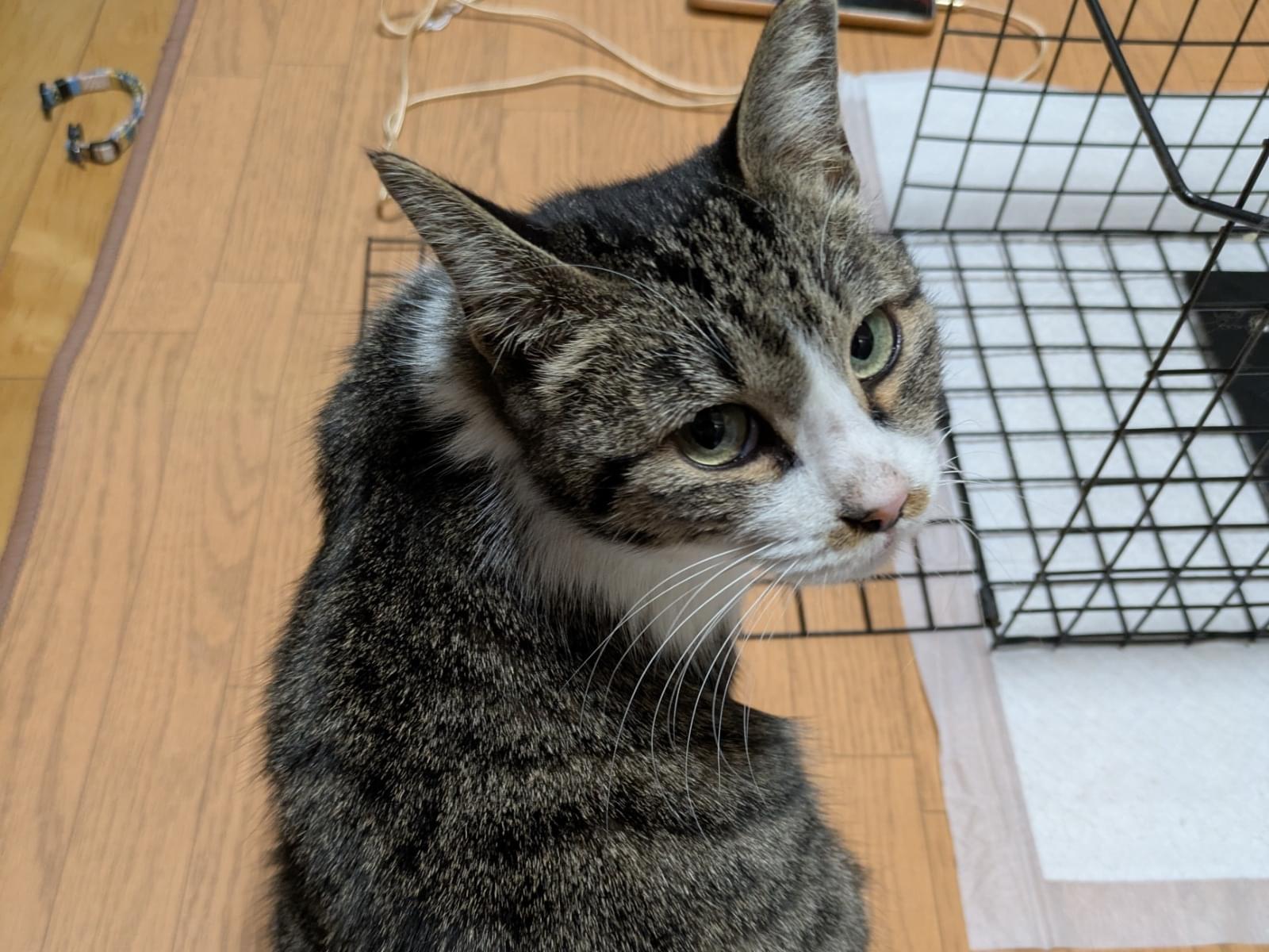 保護された猫 保護された猫