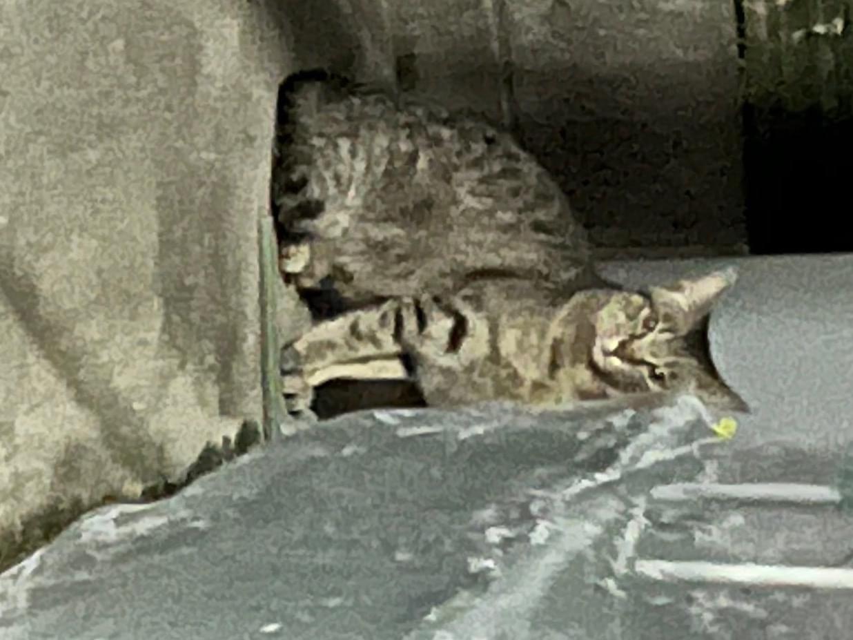 目撃された猫