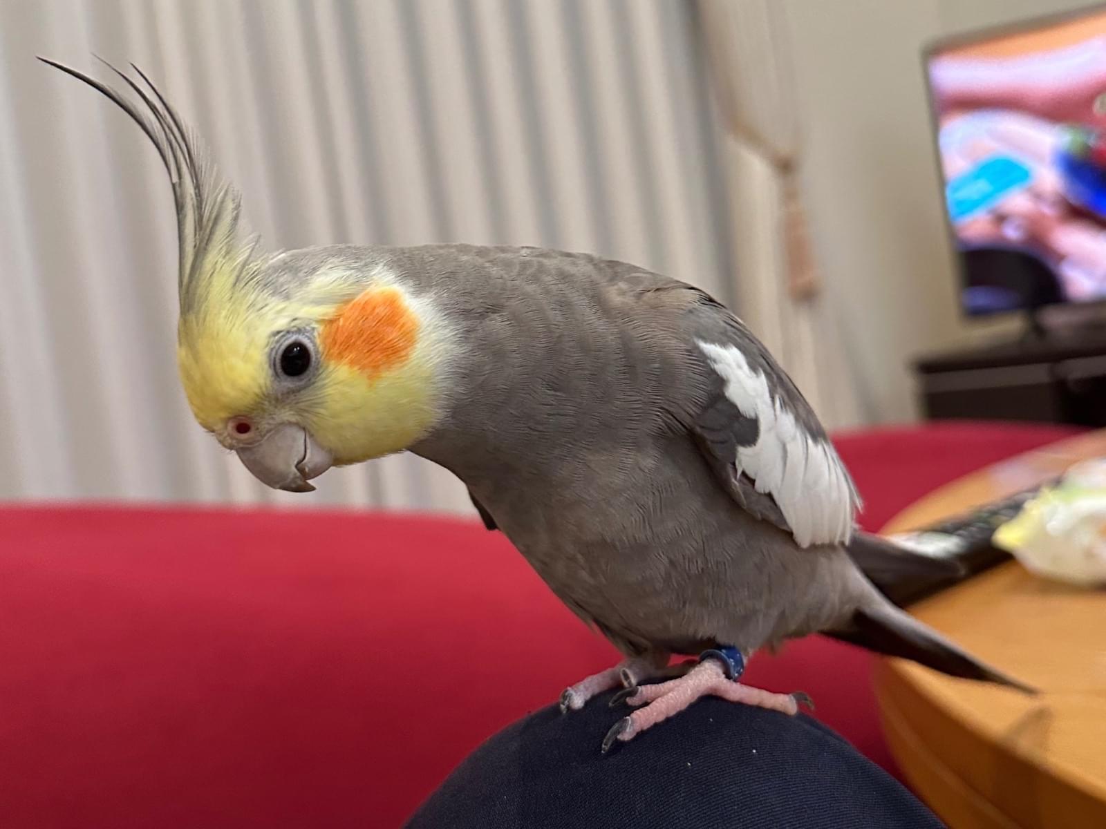 ピーチちゃん ピーチちゃん