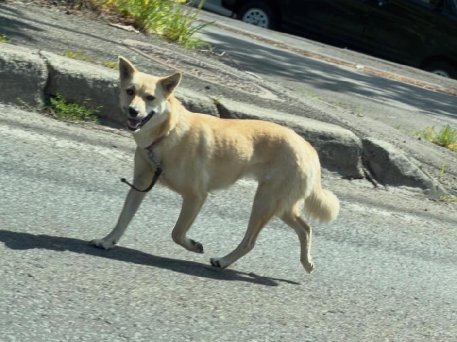 目撃された犬