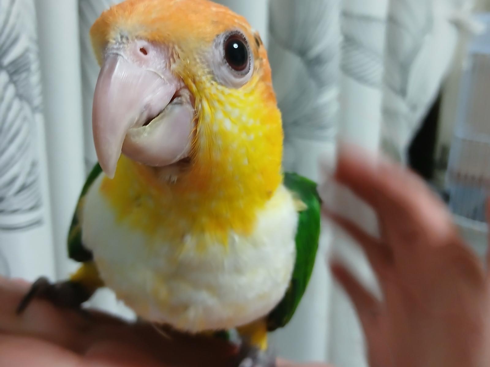 ケアちゃん