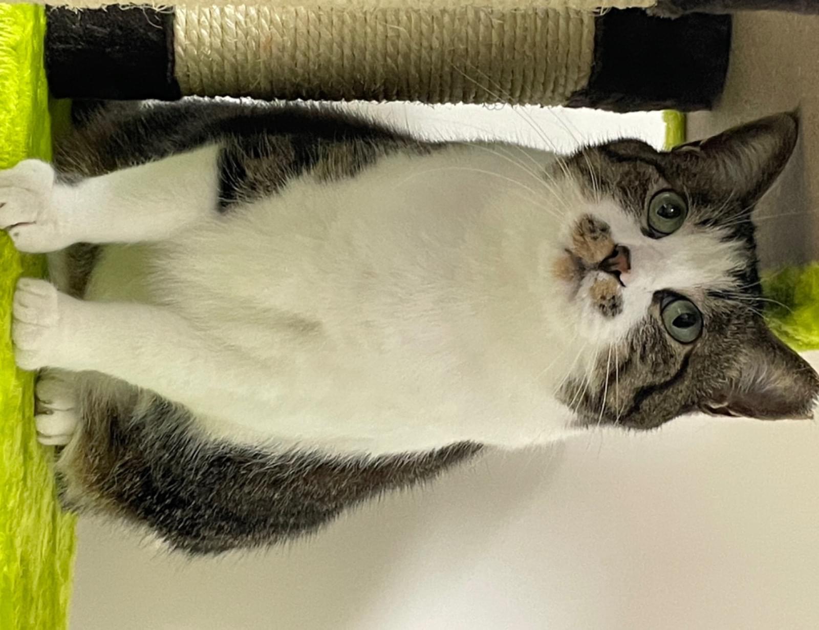 サバ白の猫をさがしています。