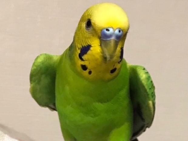 ピーチちゃん ピーチちゃん