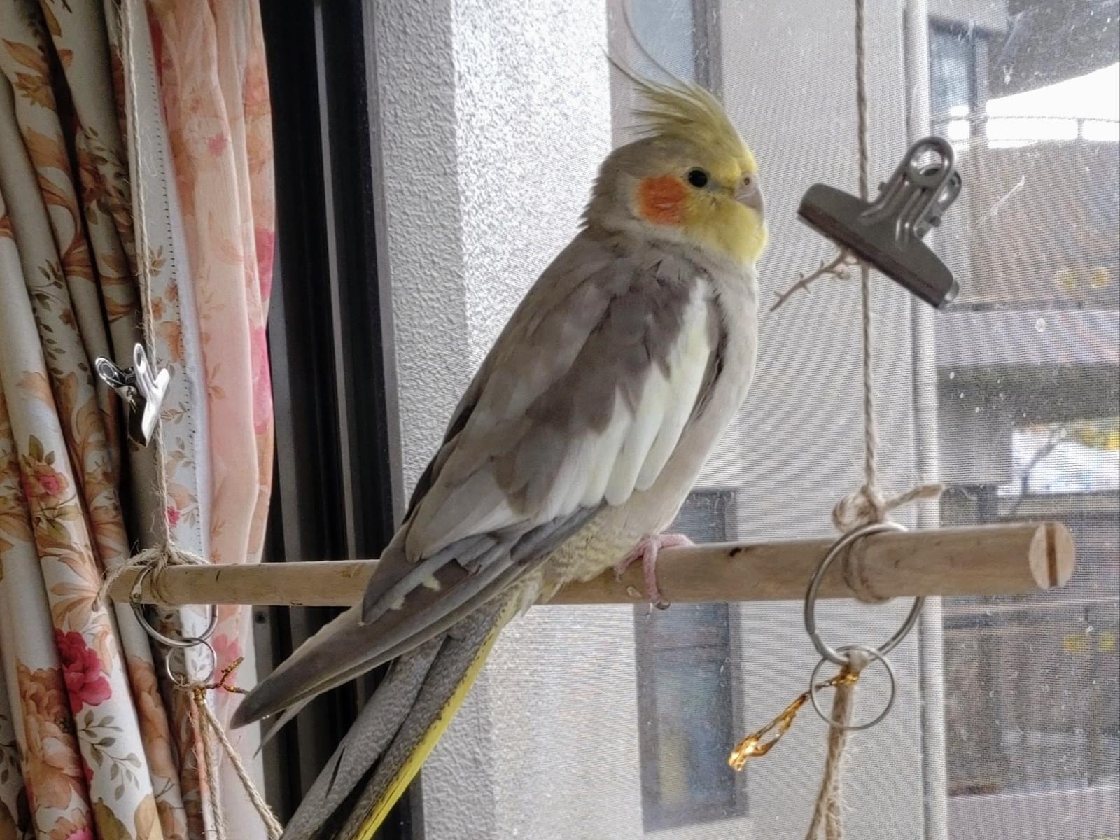ぴなこちゃん ぴなこちゃん