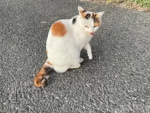 カギしっぽで小柄な三毛猫を探しています。 カギしっぽで小柄な三毛猫を探しています。