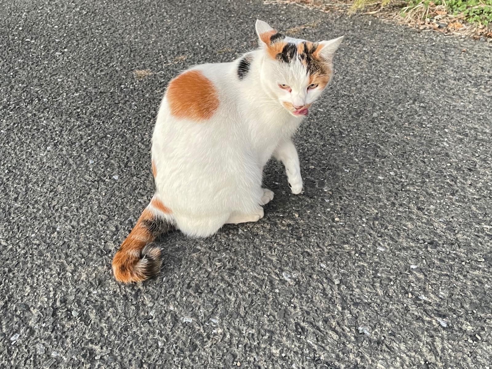 ミミちゃん ミミちゃん