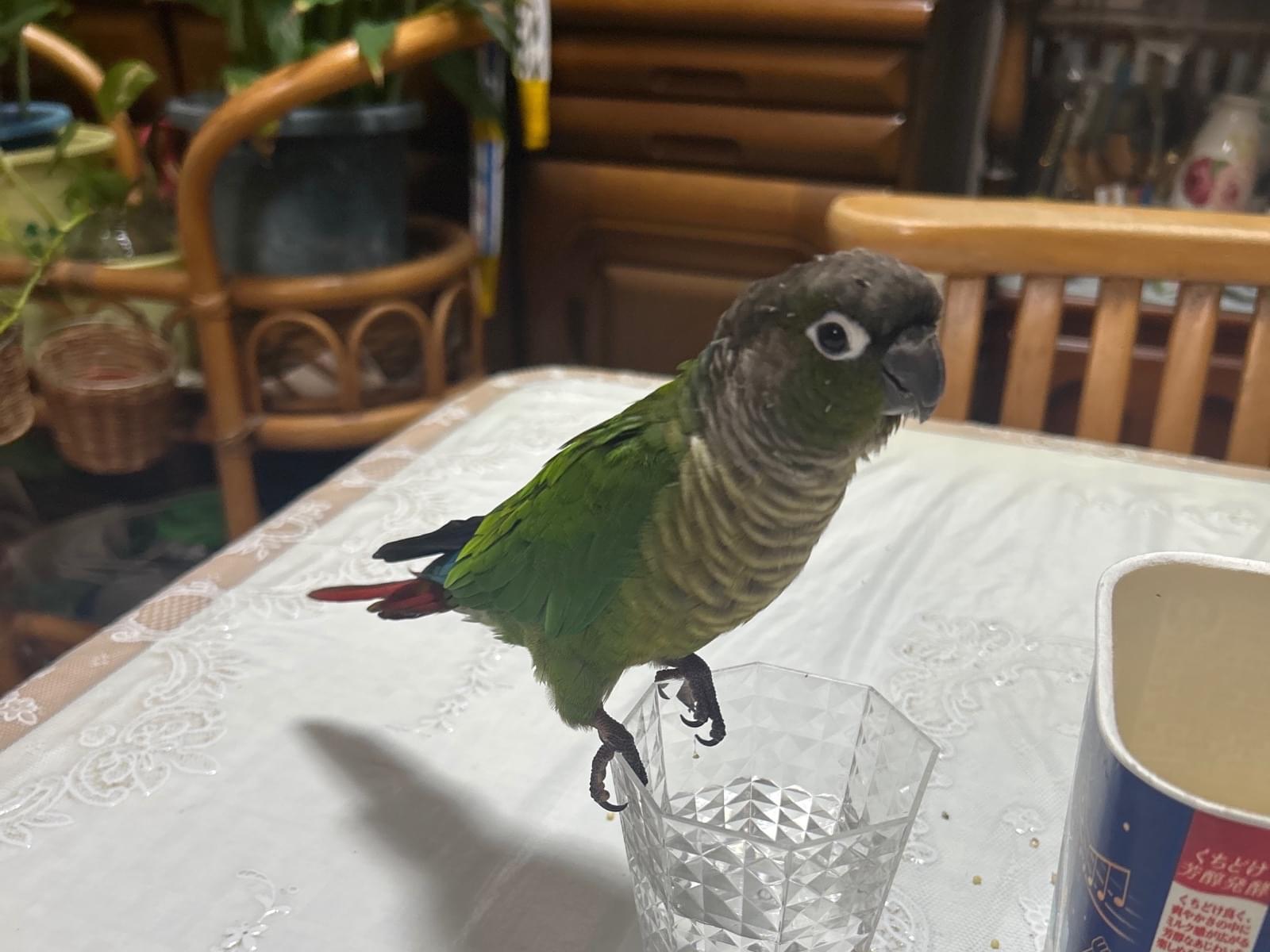 保護された鳥 保護された鳥