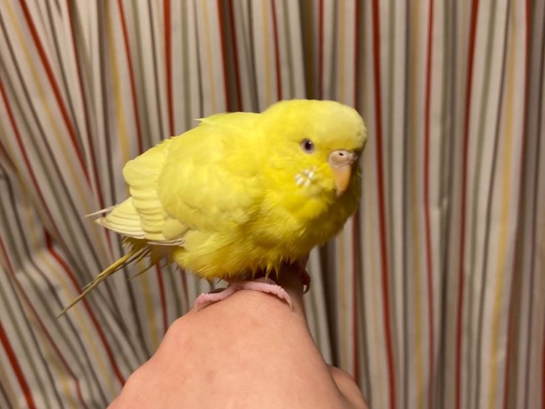 保護された鳥 保護された鳥