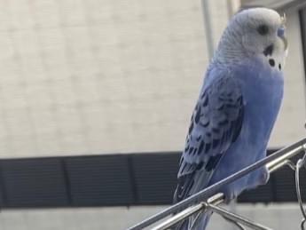 保護された鳥 保護された鳥