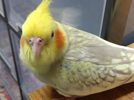 ココちゃん ココちゃん