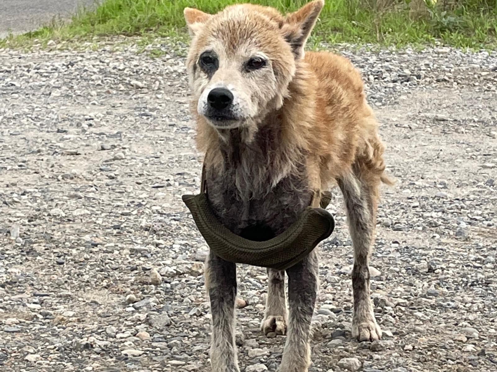 目撃された犬 目撃された犬