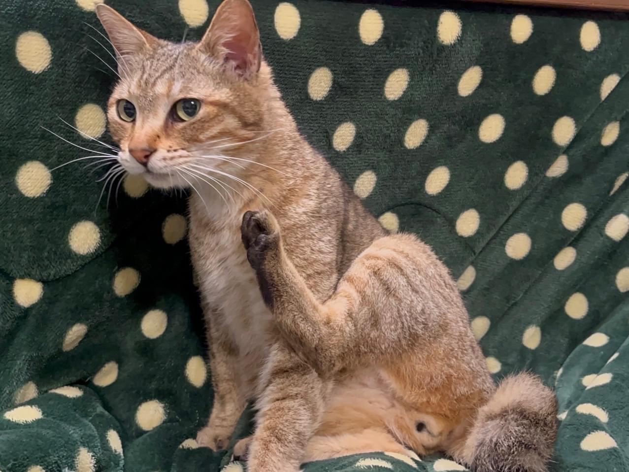 保護された猫 保護された猫