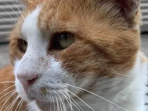 茶白の猫を探しています。