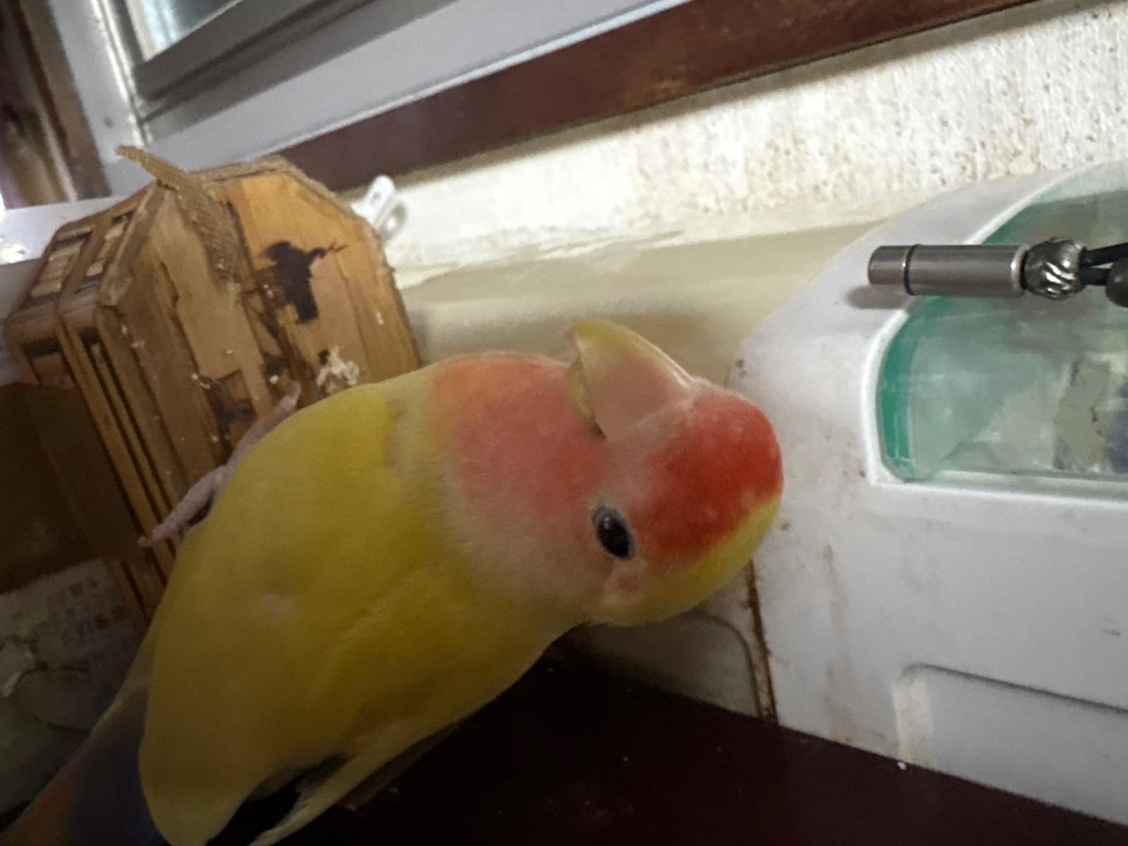 ピーちゃん ピーちゃん