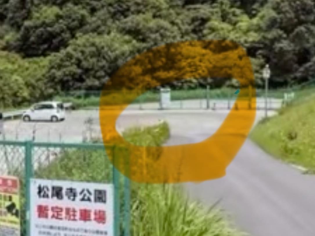 目撃された鳥 目撃された鳥