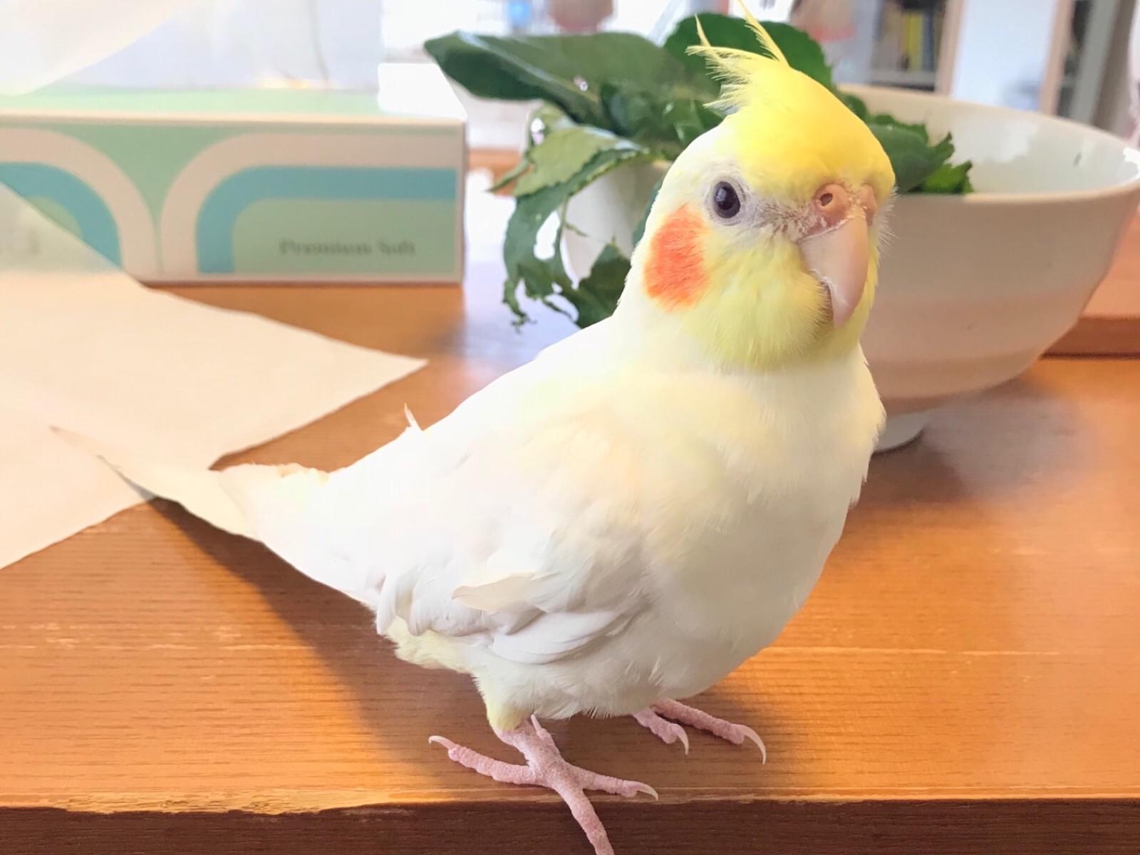竹千代ちゃん 竹千代ちゃん