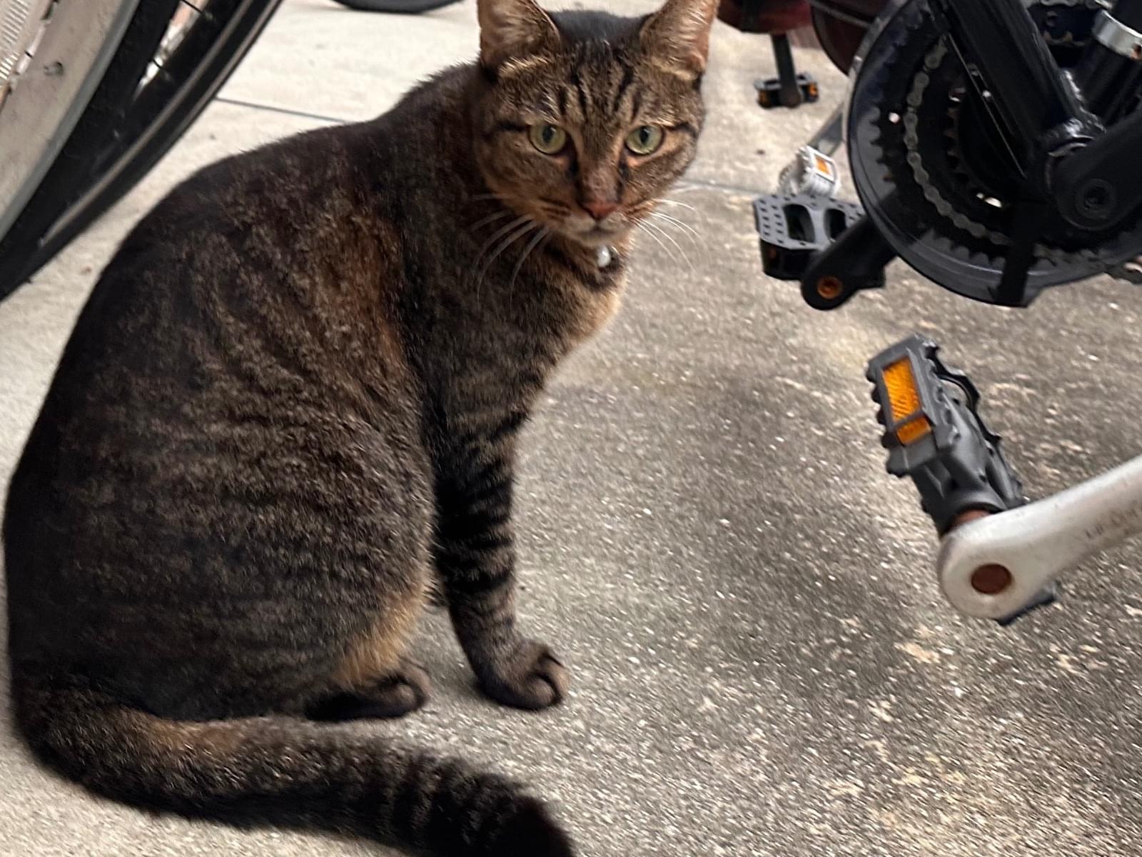 目撃された猫 目撃された猫