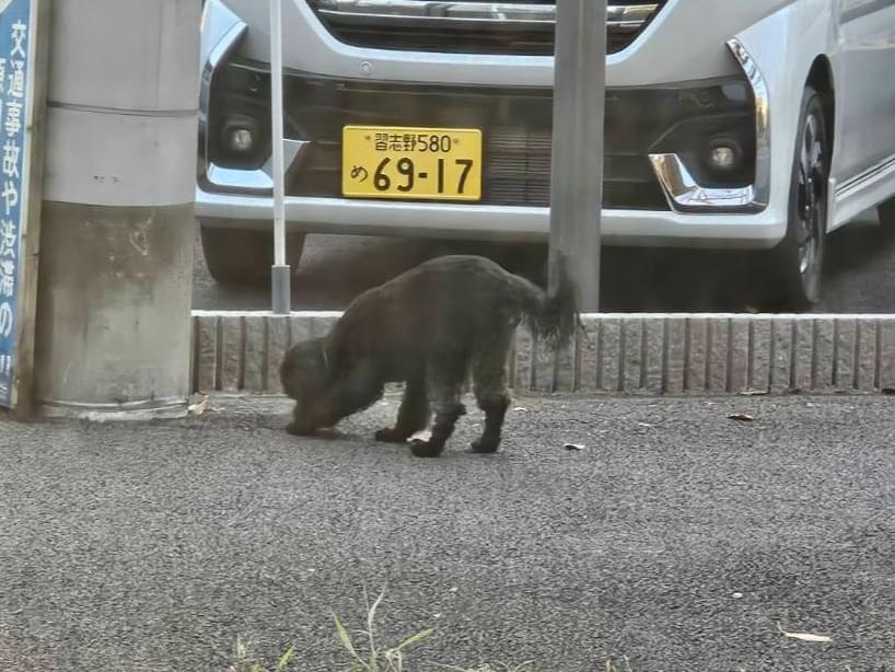 目撃された犬 目撃された犬