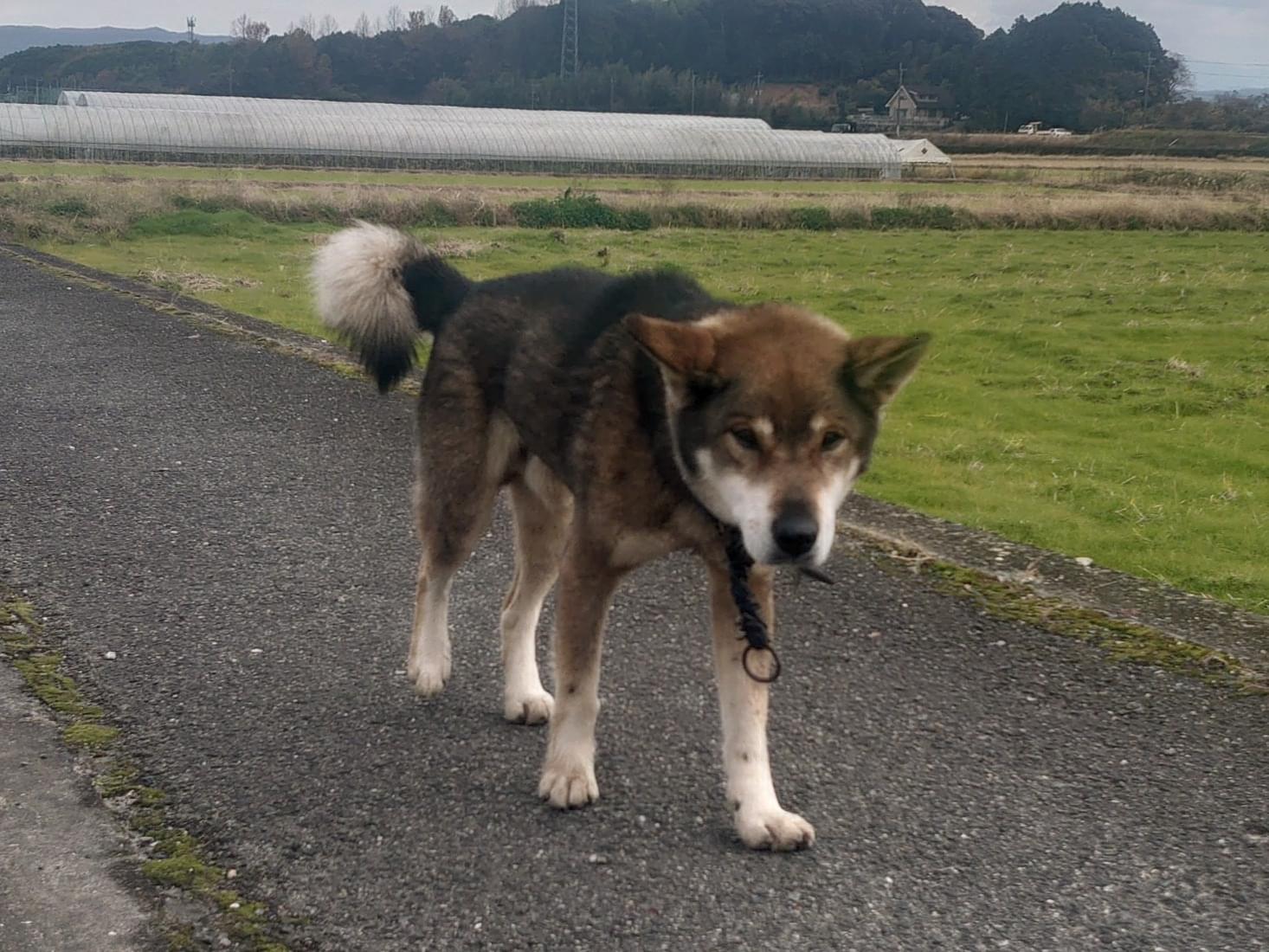 保護された犬 保護された犬