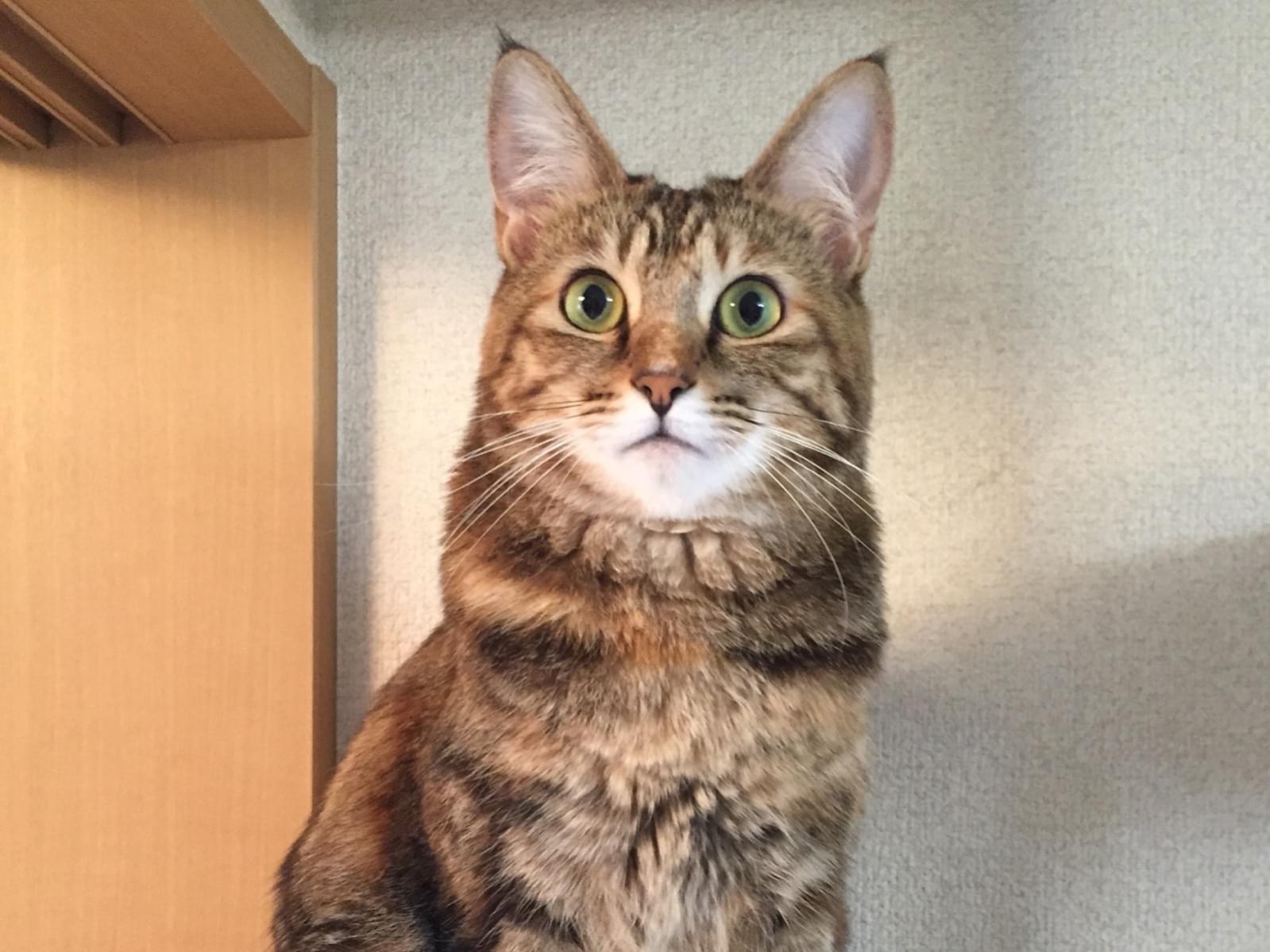 ルーシーちゃん ルーシーちゃん