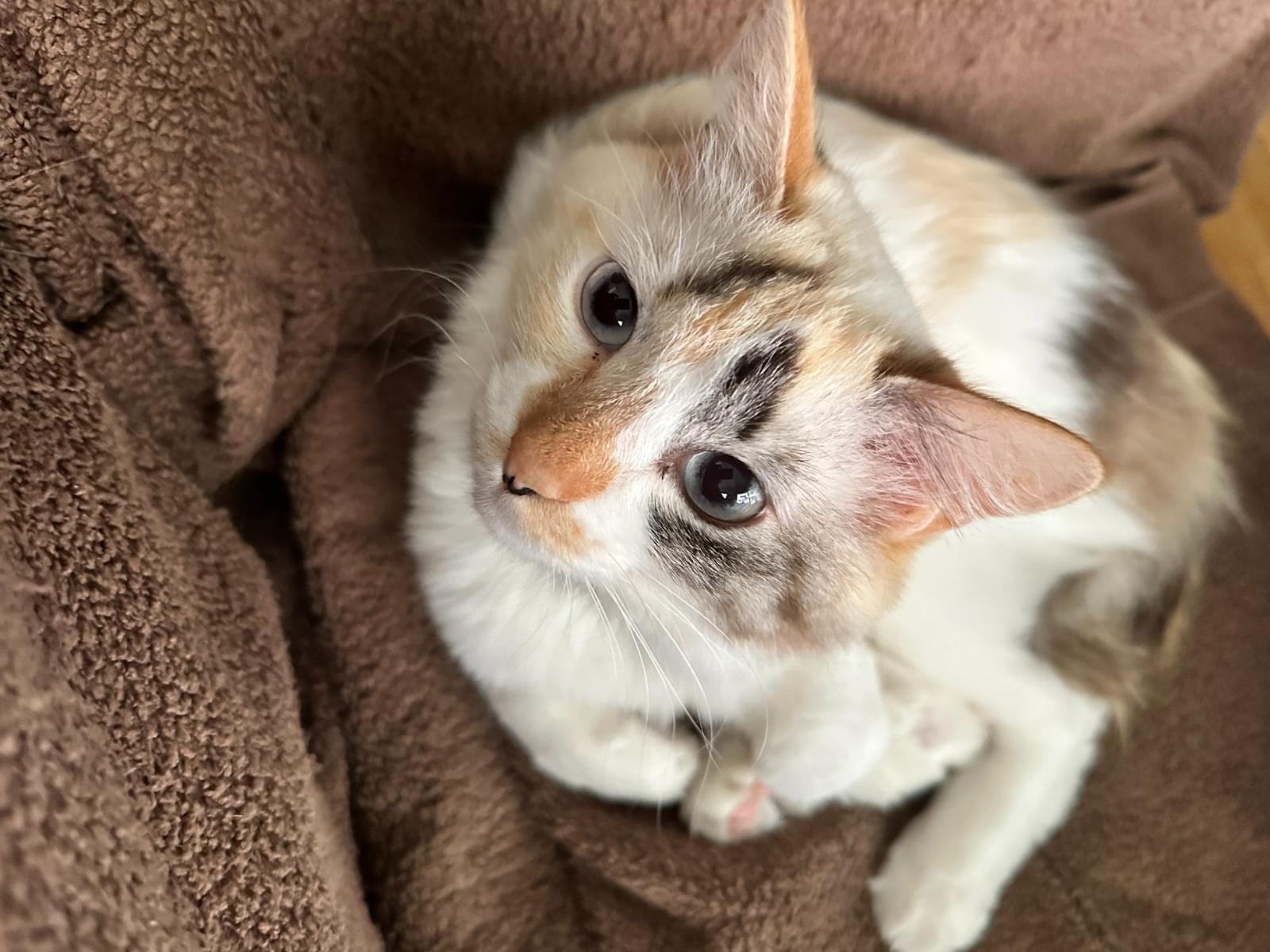 保護された猫 保護された猫