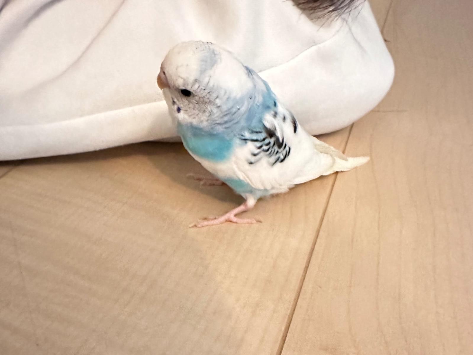 おもちちゃん おもちちゃん