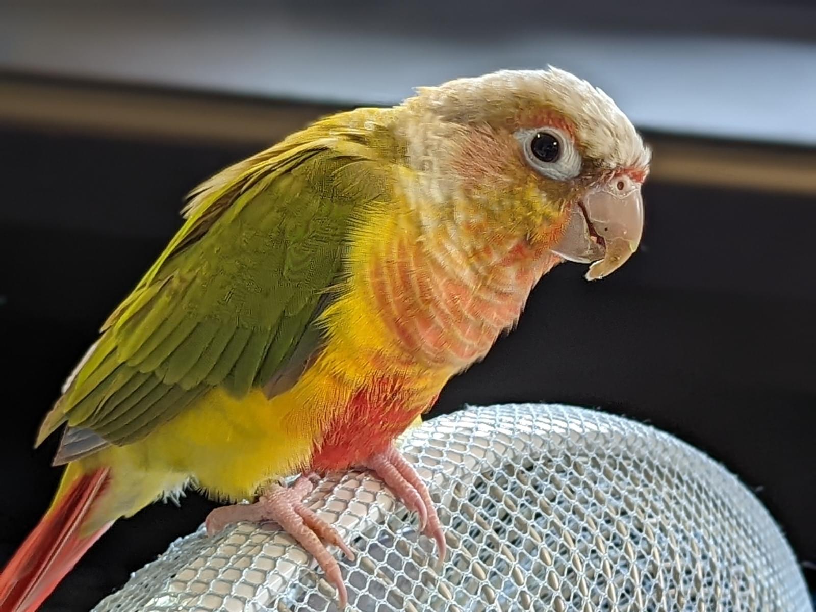 ホウちゃん ホウちゃん