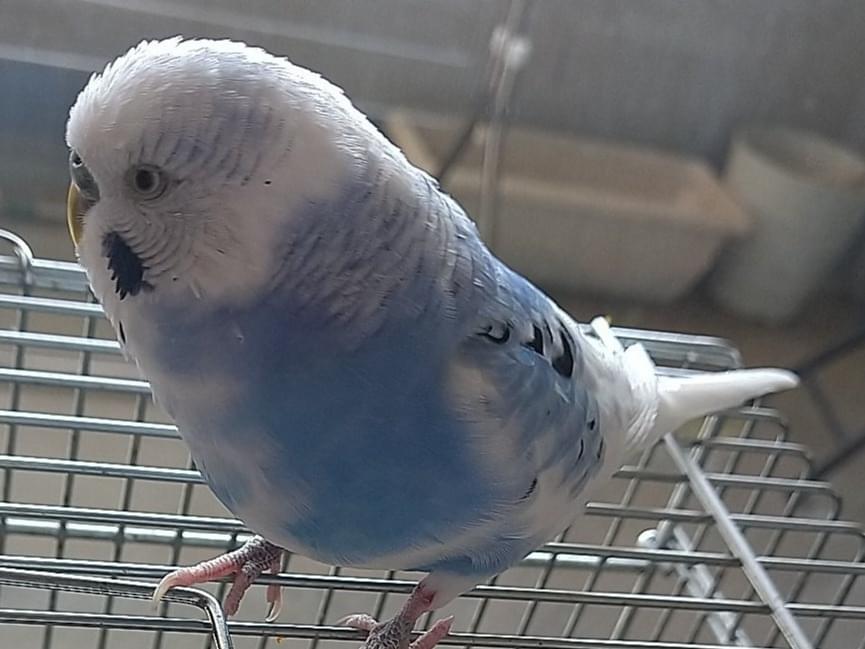 そらちゃん そらちゃん