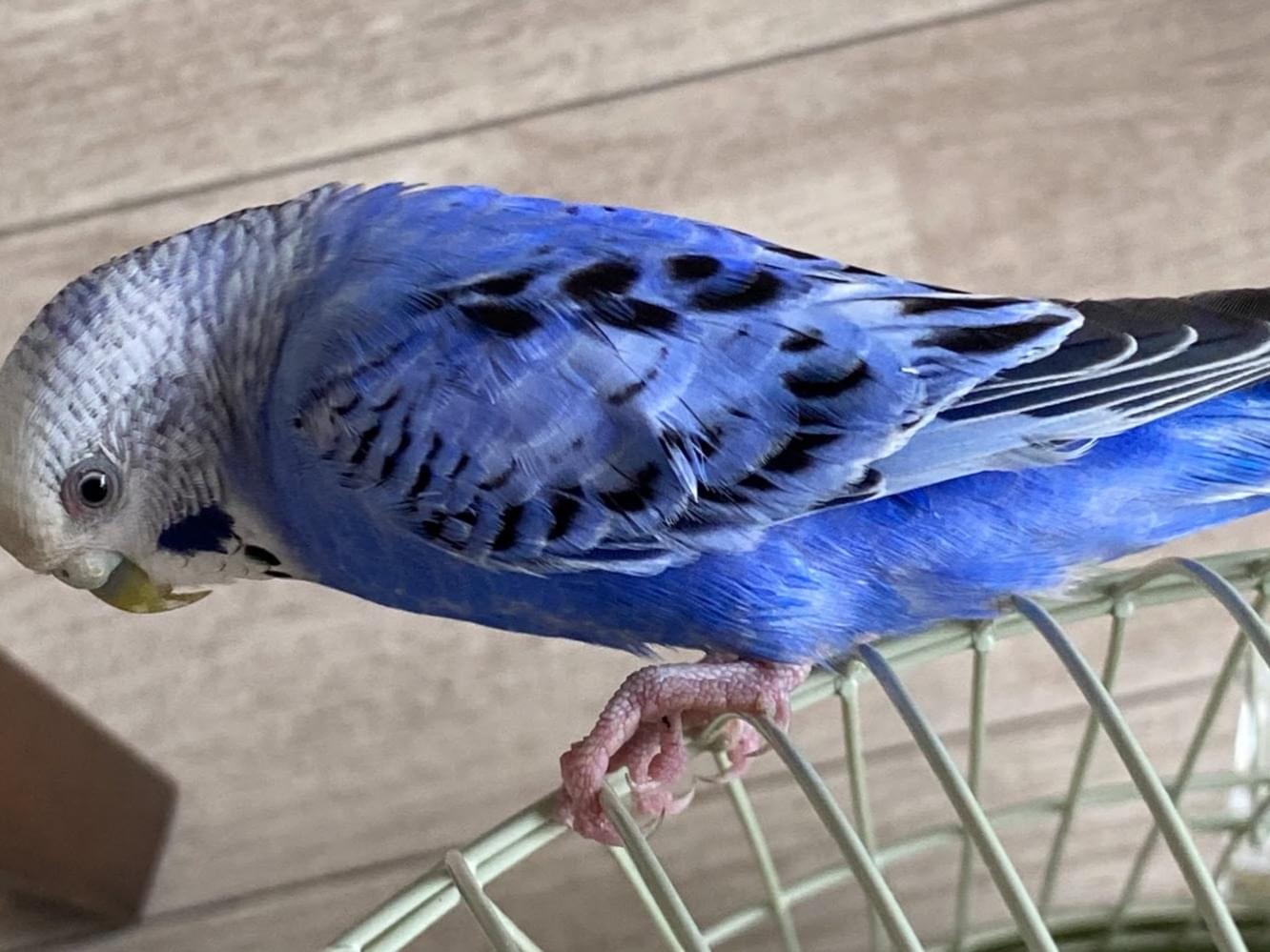 保護された鳥 保護された鳥