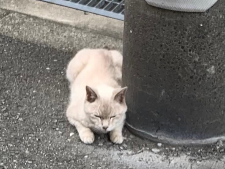 目撃された猫 目撃された猫