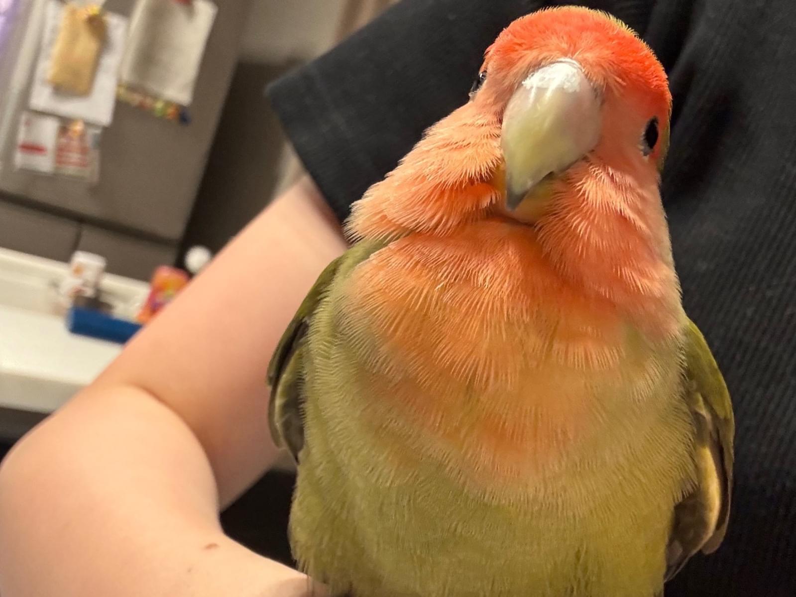保護された鳥 保護された鳥