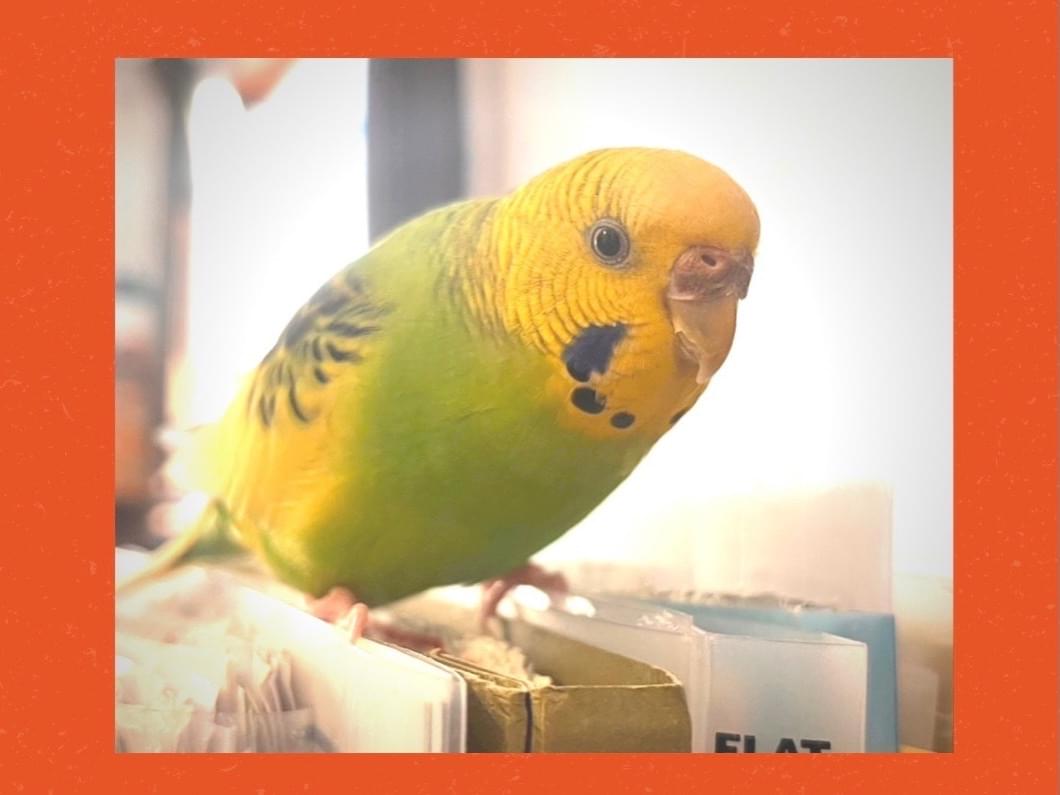 ピチチちゃん ピチチちゃん