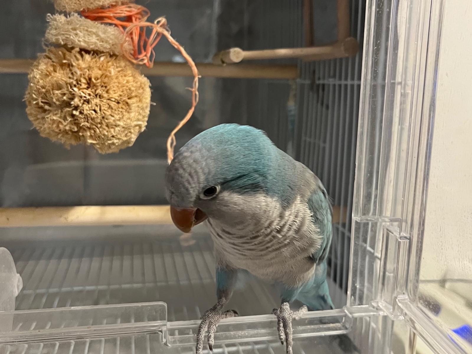 くすんだ青色のオキナインコを探しています。