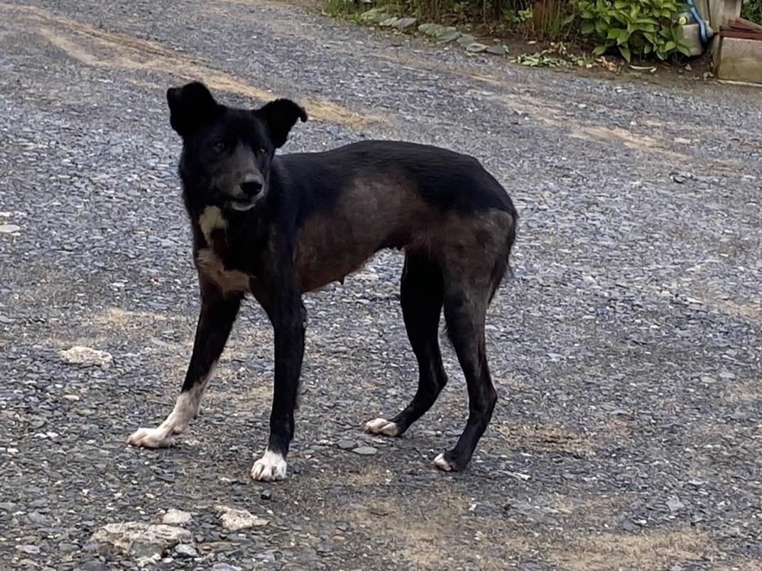 目撃された犬 目撃された犬