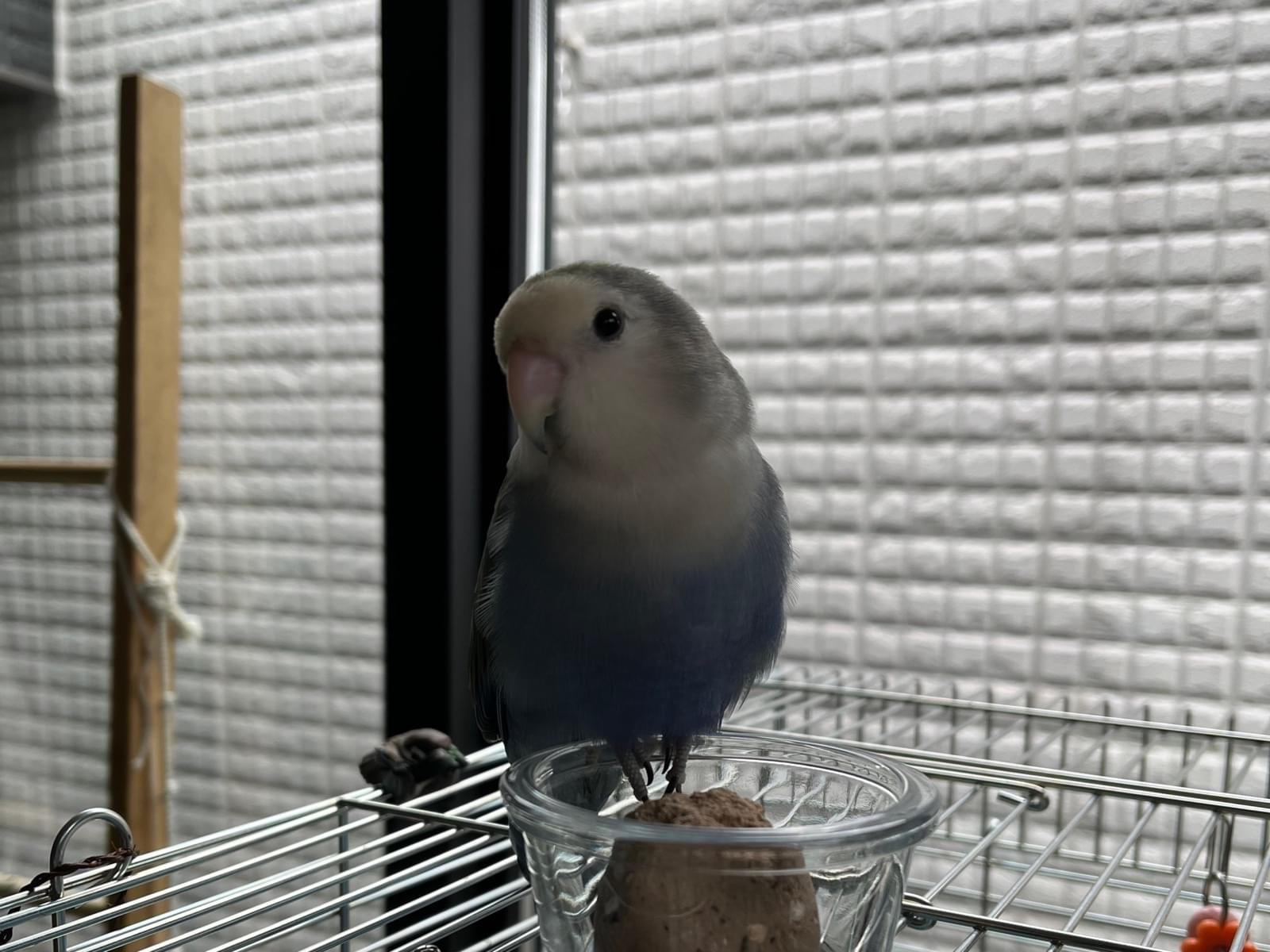 パチュちゃん パチュちゃん