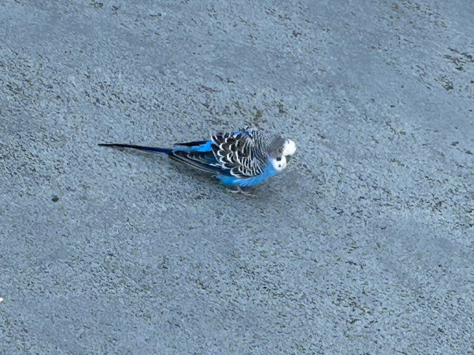 目撃された鳥 目撃された鳥
