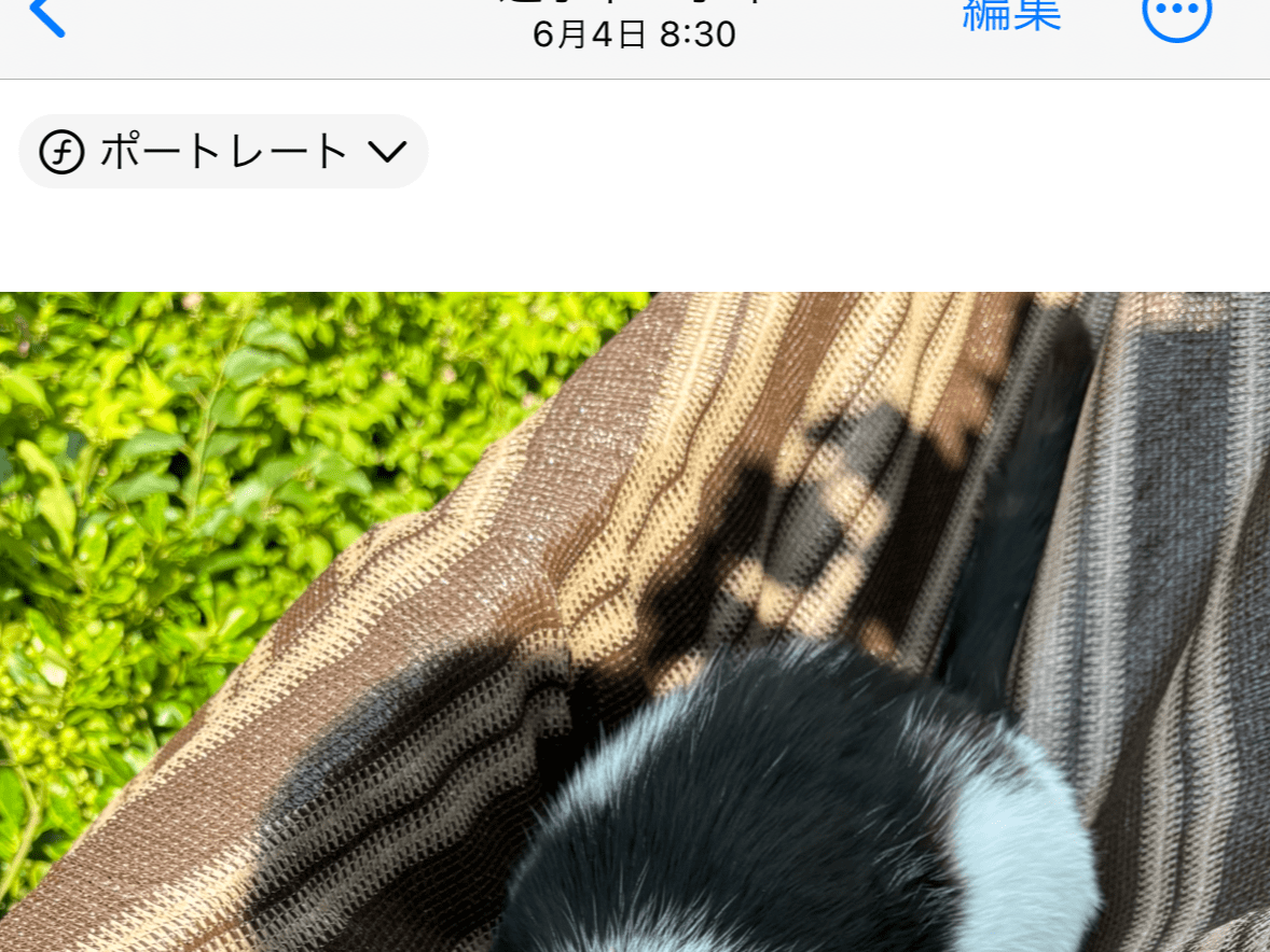 ねこしちゃん ねこしちゃん