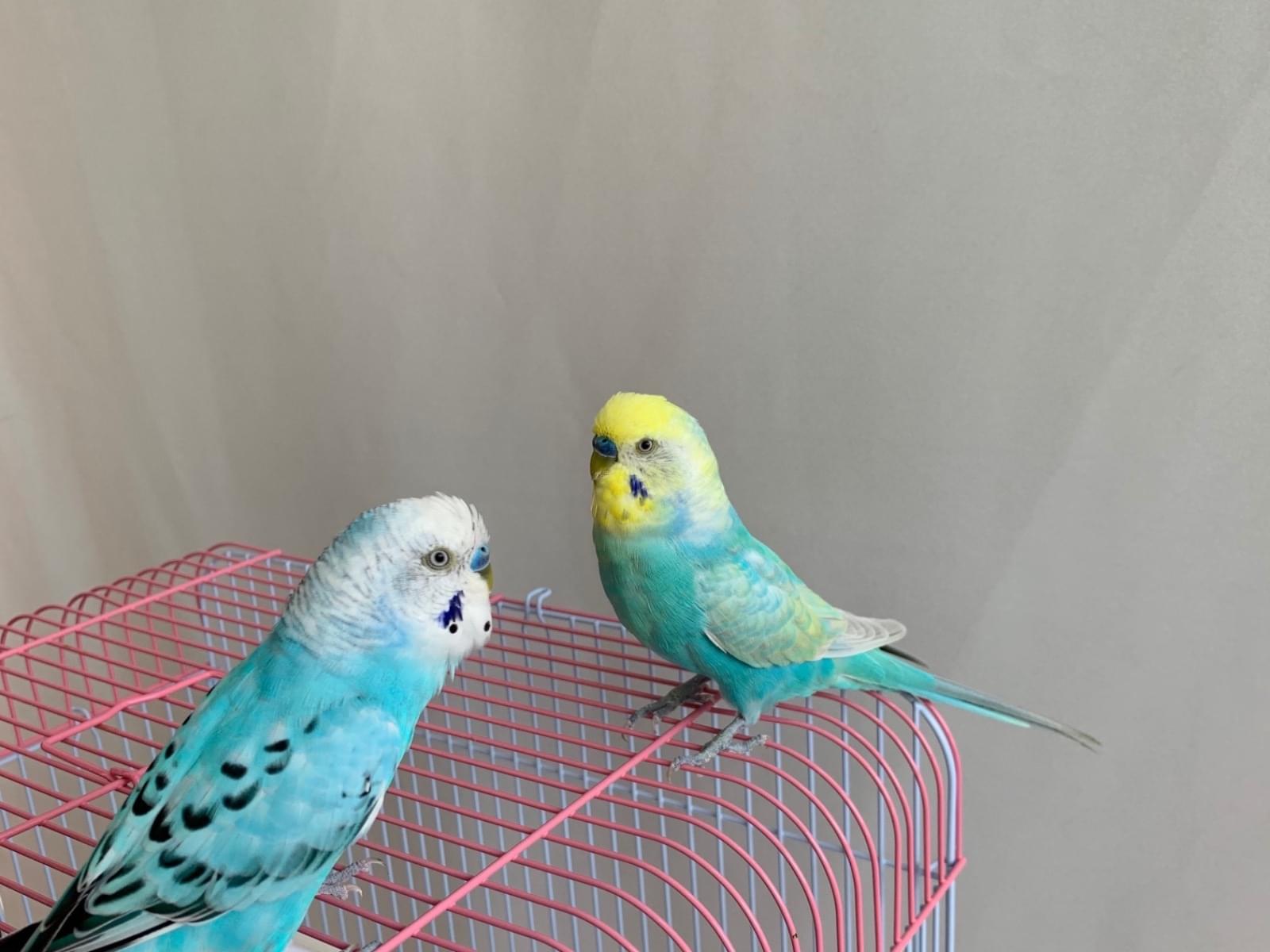 保護された鳥 保護された鳥